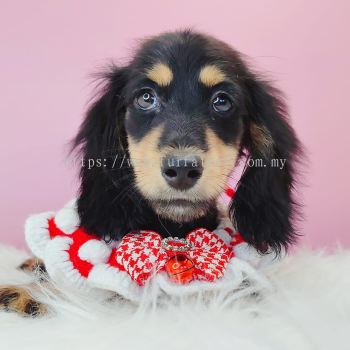 Dachshund ������