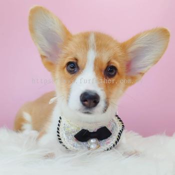 Corgi �»�