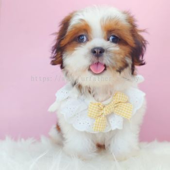 Shih Tzu ��ʩ