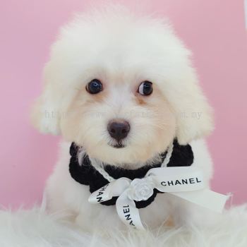 Poodle 泰迪贵宾