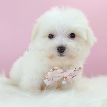 Maltipoo ����̩��