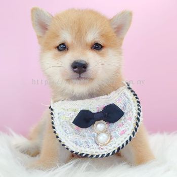Mame Shiba Inu