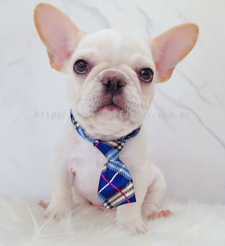French Bulldog ����