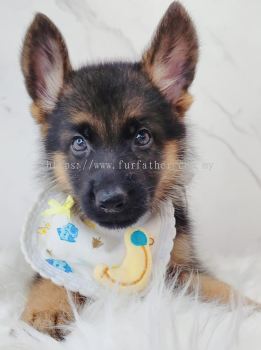German Shepherd �¹�����Ȯ