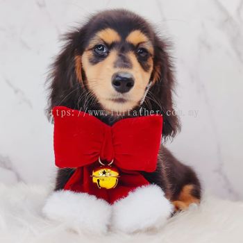 Dachshund ������