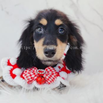 Dachshund ������