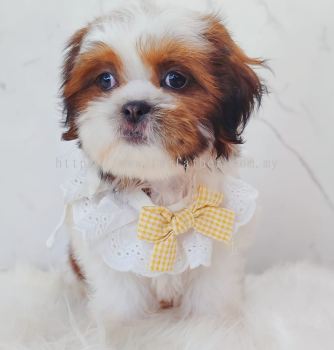Shih Tzu ��ʩ