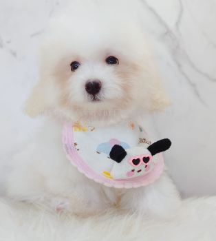 Bichon Frise ����