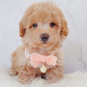 Maltipoo ����̩��