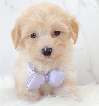 Maltipoo ����̩��