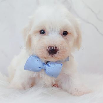 Maltipoo ����̩��