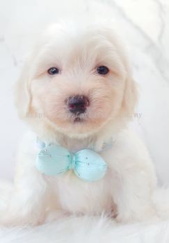 Maltipoo ����̩��