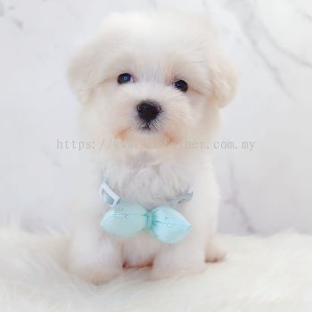 Maltipoo ����̩��