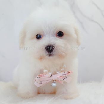 Maltipoo ����̩��