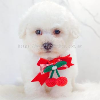 Bichon Frise ����
