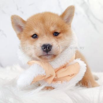MameShiba Inu �����Ȯ