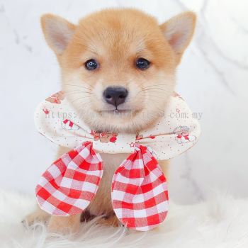 MameShiba Inu �����Ȯ