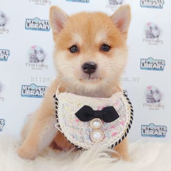 MameShiba Inu �����Ȯ