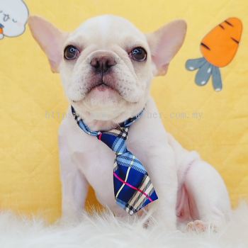 French Bulldog ����