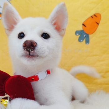 Shiba Inu ��Ȯ