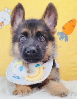 German Shepherd �¹�����Ȯ