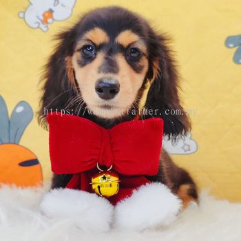 Dachshund ������