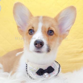 Corgi �»�