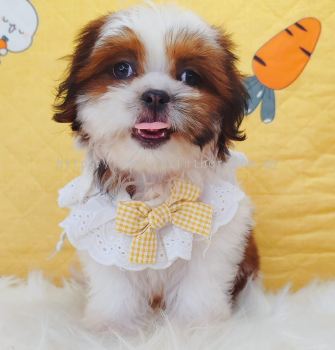 Shih Tzu ��ʩ