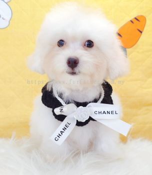 Poodle 泰迪贵宾