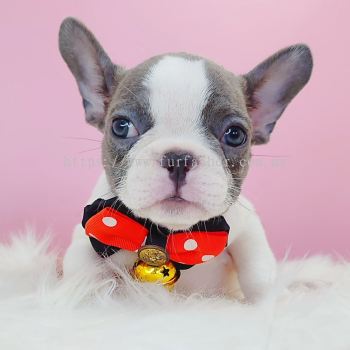 French Bulldog ����