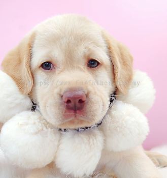 Labrador Retriever ��������