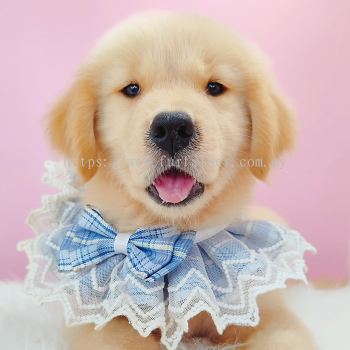 Golden Retriever �ƽ���Ȯ
