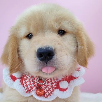 Golden Retriever �ƽ���Ȯ 