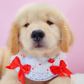 Golden Retriever �ƽ���Ȯ