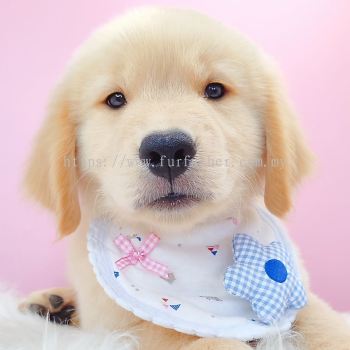 Golden Retriever �ƽ���Ȯ