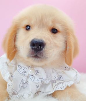 Golden Retriever �ƽ���Ȯ