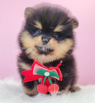 Pomeranian ����