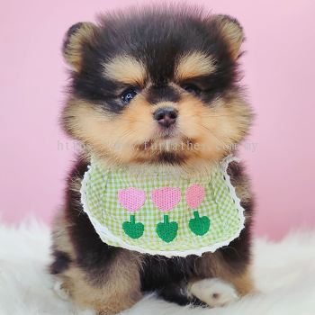 Pomeranian ����