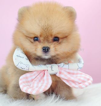 Pomeranian ����