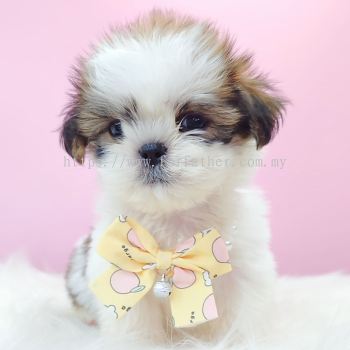 Shih Tzu ��ʩ
