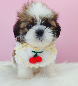 Shih Tzu ��ʩ