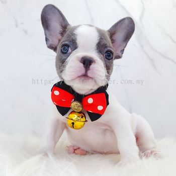 French Bulldog ����