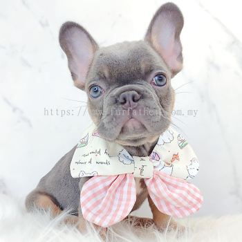 French Bulldog ����