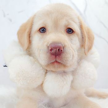 Labrador Retriever ��������
