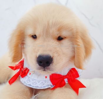 Golden Retriever �ƽ���Ȯ