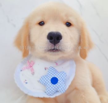 Golden Retriever �ƽ���Ȯ