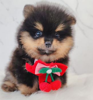 Pomeranian ����