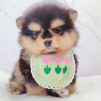 Pomeranian ����