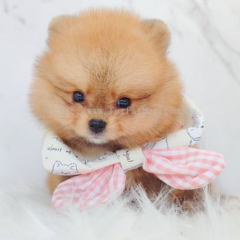 Pomeranian ����