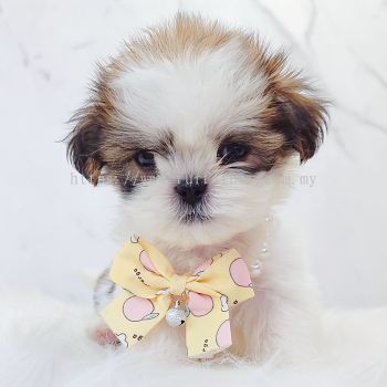 Shih Tzu ��ʩ